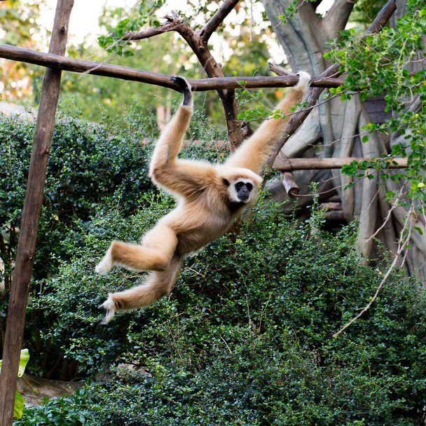 Little monkey hanging on the tree - Фото, зображення