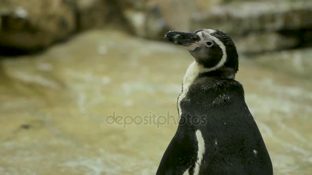 Humboldt Penguin Peruvian Penguin Spheniscus humboldti - Séquence, vidéo