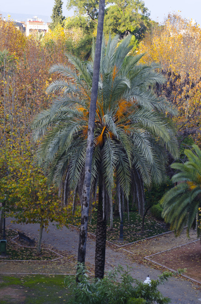 Phoenix Canariensis. Palm tree in Tenerife. Canary Islands. Spain - Photo, Image