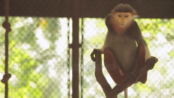 Red-shanked Douc Langur Pygathrix nemaeus sitting in cage. Bangkok, Thailand. - Materiał filmowy, wideo