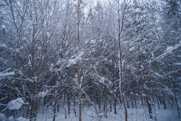 Forêt enneigée un jour d'hiver
 - Photo, image