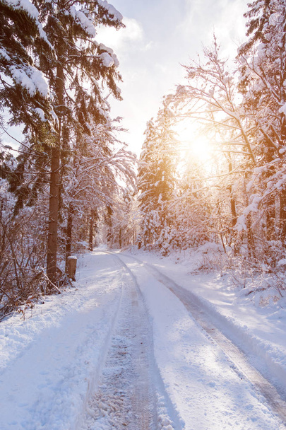 Route enneigée dans la forêt d'hiver. - Photo, image