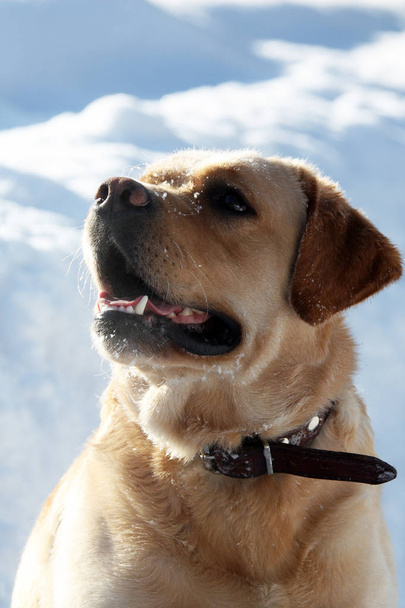 Sárga kutya tenyészt Labrador úgy néz ki, a tetején - Fotó, kép