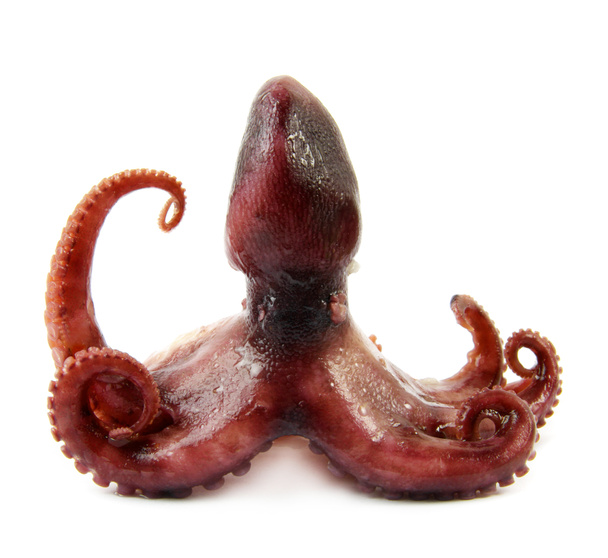 roher Oktopus auf dem weißen - Foto, Bild