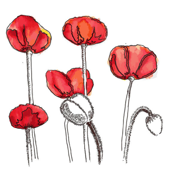 vecteur rouge pavot bouquet croquis ligne d'art coloré
 - Vecteur, image