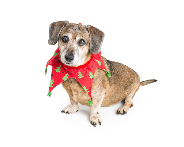 Söpö chihuahua sekarotuinen koira yllään punainen ja vihreä joulu tonttu kaulus
 - Valokuva, kuva