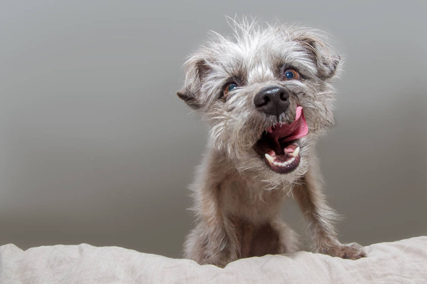Funny photo of a hungry small mixed terrier breed dog sitting on a bed and looking down with mouth open and tongue out to lick lips - Photo, Image