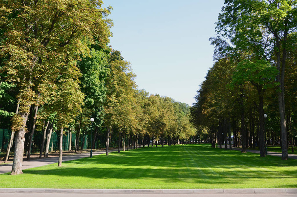 Zielone i pomarańczowe drzewa w parku. Kwiatowy i naturalny krajobraz jesienny - Zdjęcie, obraz