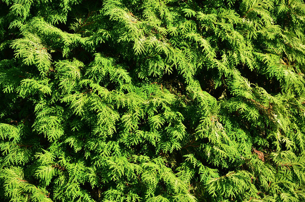 A textura de muitos ramos de coníferas verdes à luz do dia
 - Foto, Imagem