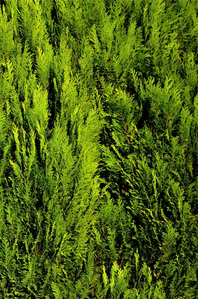 A textúra a nyári zöld tűlevelű fa több ága - Fotó, kép