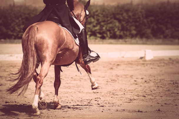 Hevonen ratsastuskentällä trossa
 - Valokuva, kuva