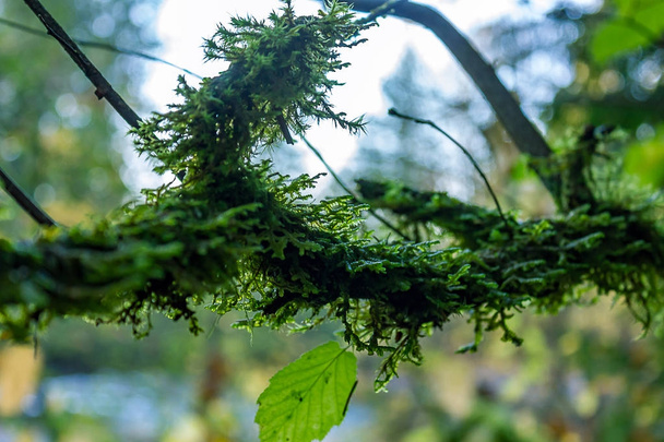Mossy twisted branch - Photo, Image