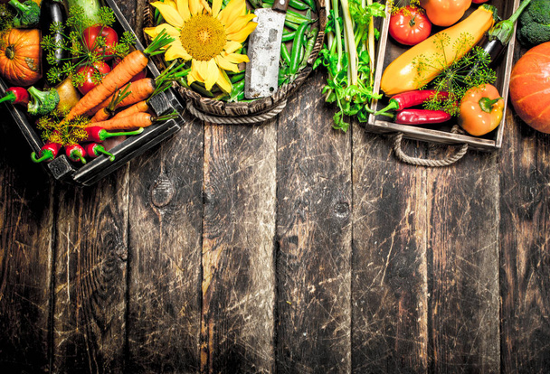 Organic food. Fresh harvest of vegetables. - Photo, Image