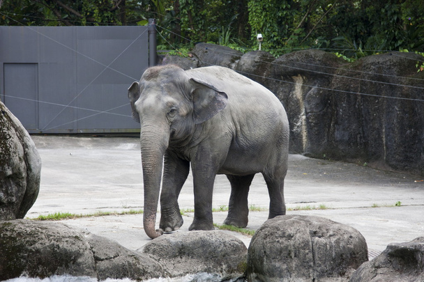 азиатский слон, Elephas maximus
 - Фото, изображение