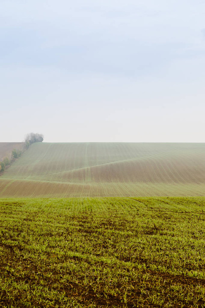 Zöld gazdaság mező Ködös reggel - Fotó, kép