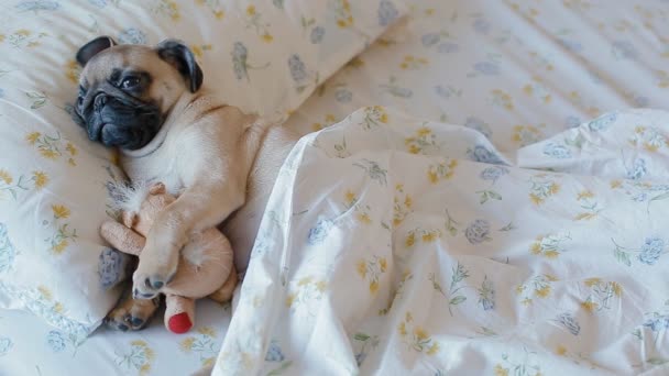 Lindo cachorro el pug durmiendo en la cama
 - Imágenes, Vídeo