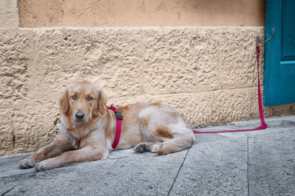 Perro tirado en el suelo atado con una cuerda roja
 - Foto, Imagen