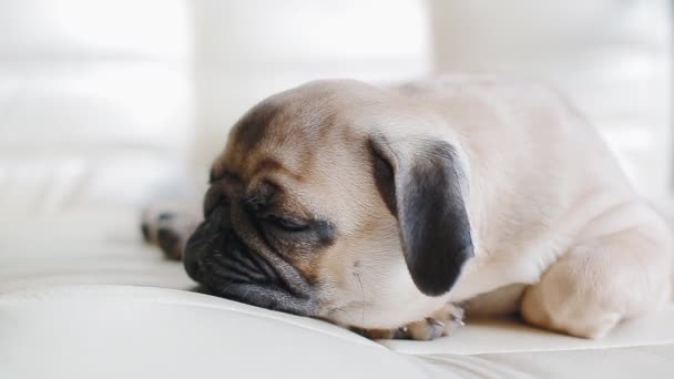 Uykulu köpek yavrusu belgili tanımlık pug - Video, Çekim