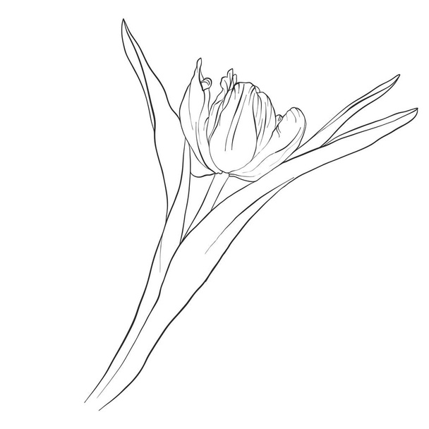 vector drawing flower - Vector, Image