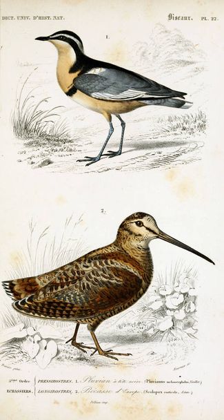 Illustratie van vogels. Dictionnaire universel d'histoire naturelle Parijs 1849 - Foto, afbeelding