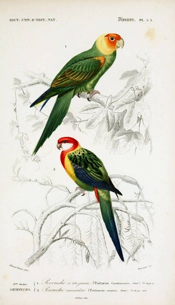 Ilustrace z ptáků. Dictionnaire universel d'histoire naturelle Paříž 1849 - Fotografie, Obrázek