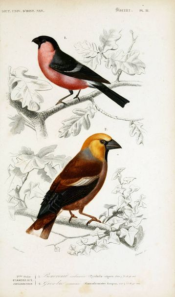 Illustration d'oiseaux. Dictionnaire universel d'histoire naturelle Paris 1849
 - Photo, image