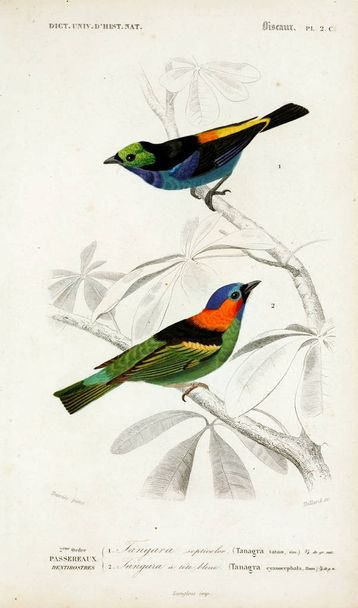 Illustratie van vogels. Dictionnaire universel d'histoire naturelle Parijs 1849 - Foto, afbeelding