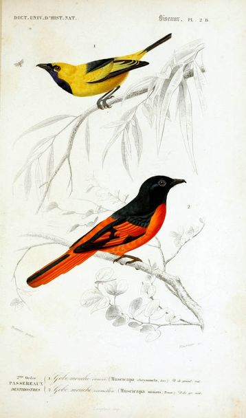 Vogeldarstellung. dictionnaire universel d 'histoire naturelle paris 1849 - Foto, Bild