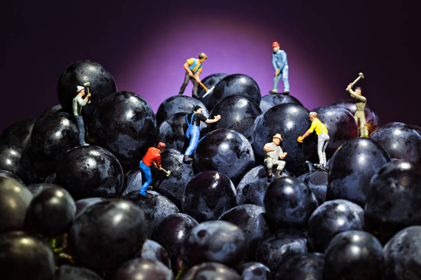 trabalhadores da uva
 - Foto, Imagem