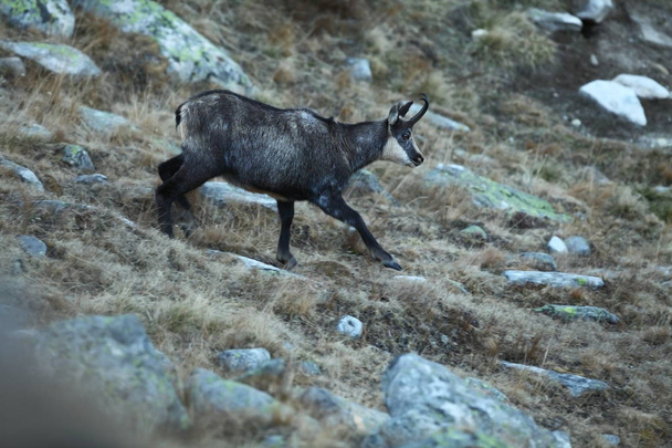 Rupicapra rupicapra. Wildlife of Italy. Autumn nature in the mountains. The beauty of Europe. Mountain views. Photo was taken in Italy. Gran Paradiso.Photo was taken in Italy. Gran Paradiso.  - Photo, Image