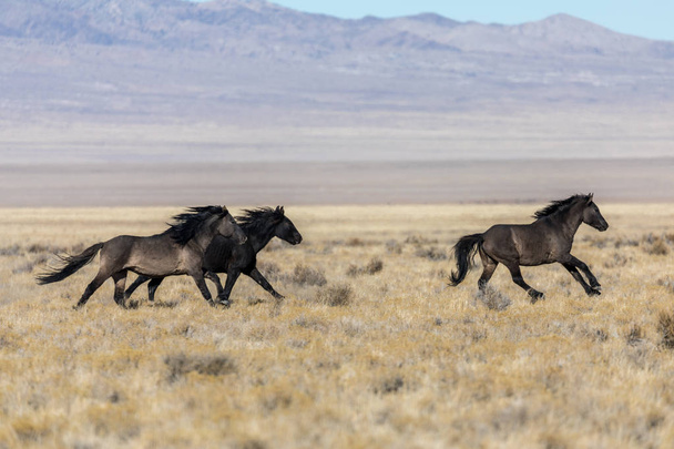 divocí koně hřebci běh přes poušť - Fotografie, Obrázek