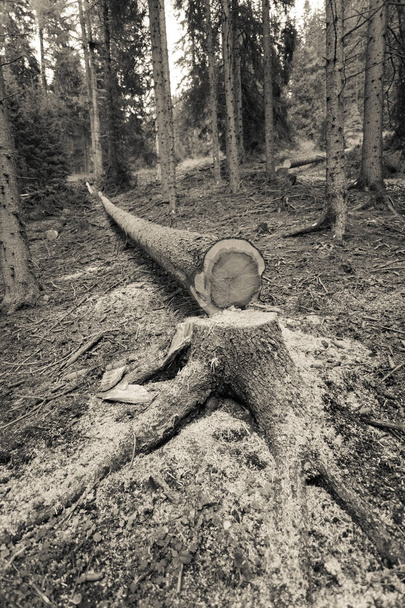 イタリアの森の中に松の木を切り。若松の断面図 - 写真・画像