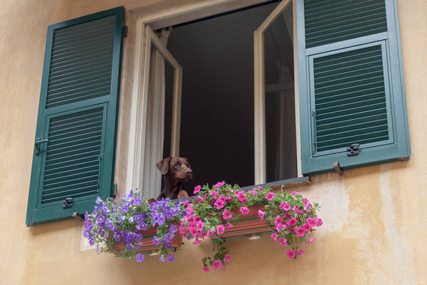 Pies szuka się okno - Zdjęcie, obraz