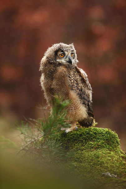 Bubo bengalensis. Autumn nature. Beautiful owl photo. - Photo, Image