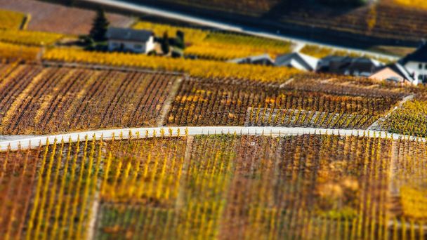 Tilt-shift aerial view of autumnal vineyards in Switzerland - Foto, imagen