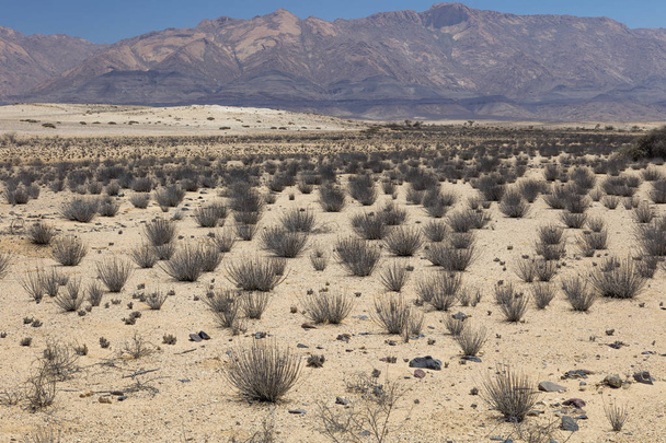 Növények, a Brandbergi hegyi idill területe Damaralandban Namíbiában - Fotó, kép