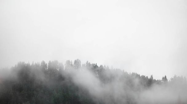 Dense fog covering forest in Norway. - Photo, Image