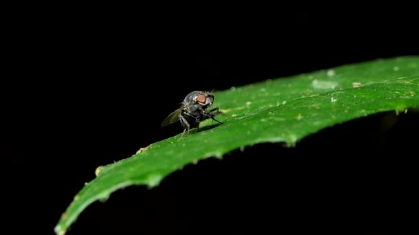 Fly on green leaves in tropical rain forest. nature background. - Footage, Video
