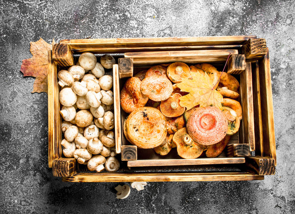 Different mushrooms in a boxes. - Zdjęcie, obraz