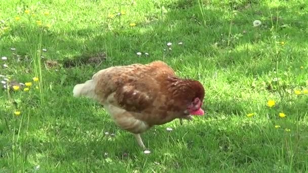 allevamento di polli. gallina sul prato raccogliendo cibo
 - Filmati, video