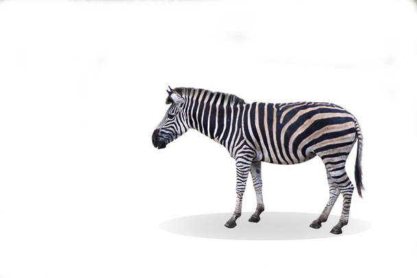Zebra.
 - Foto, Imagem