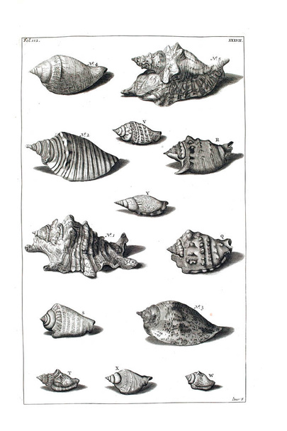 Illustration of seashells D'Amboinsche Rariteitkamer ... : behelzende eene beschryvinge van allerhande zoo weeke als harde Schaalvisschen. 1705 - Photo, Image