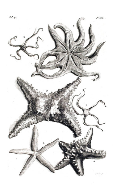 Ilustração de uma estrela do mar D 'Amboinsche Rariteitkamer...: behelzende eene beschryvinge van allerhande zoo weeke als harde Schaalvisschen. 1705
 - Foto, Imagem