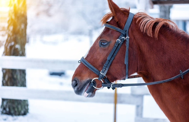 Head of a racehorse in winter - Fotoğraf, Görsel