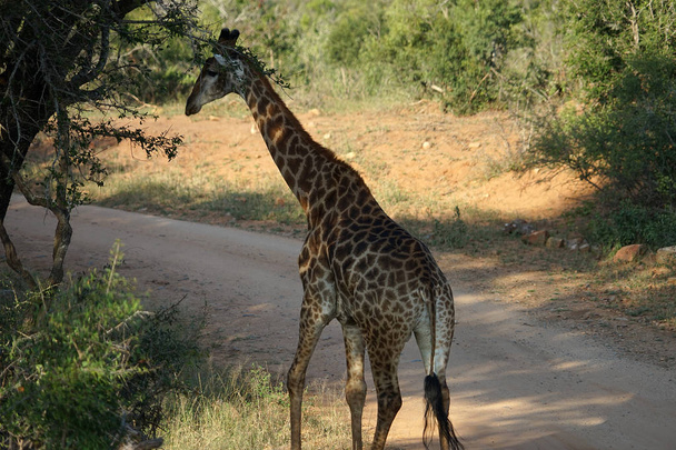 African żyrafa Kruger Park Narodowy sam na pustyni - Zdjęcie, obraz