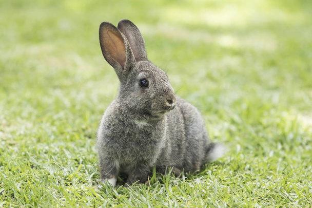 fluffy brown rabbit sitting on a green lawn - Photo, Image