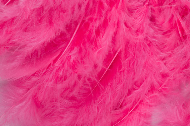 pink feathers close up background - Foto, immagini