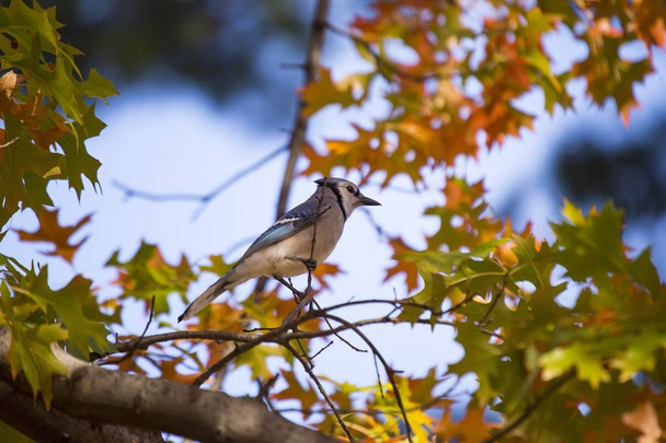 Blue Jay (Cyanocitta cristata cristata) - Zdjęcie, obraz