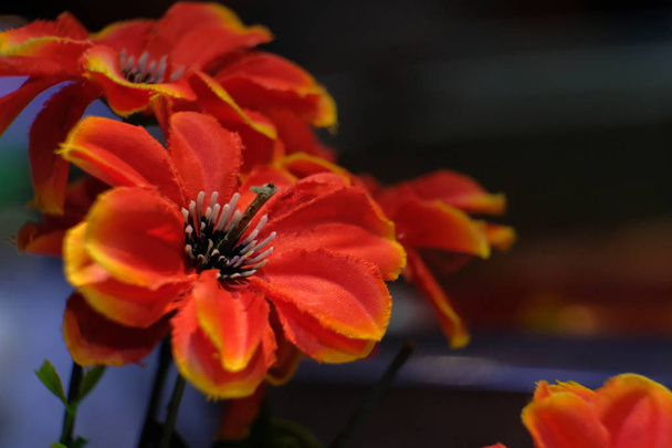 Punainen kukka useita siitepölyä
 - Valokuva, kuva