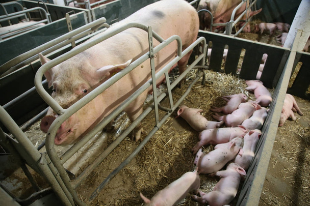 Petits cochons dormant après avoir allaité dans la grange à l'intérieur
 - Photo, image